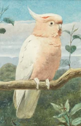 Un cacatua di Leadbetter